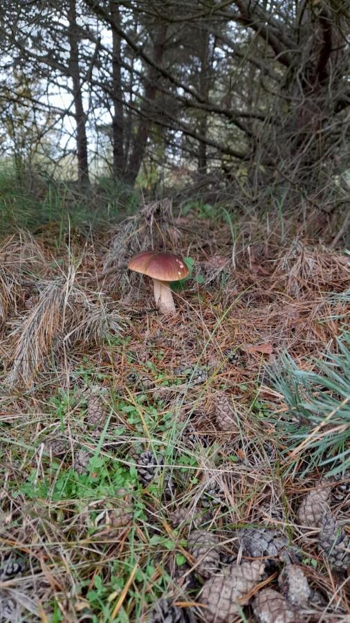 Lesna Ostoja Nad Pilica Villa Lechanice Buitenkant foto
